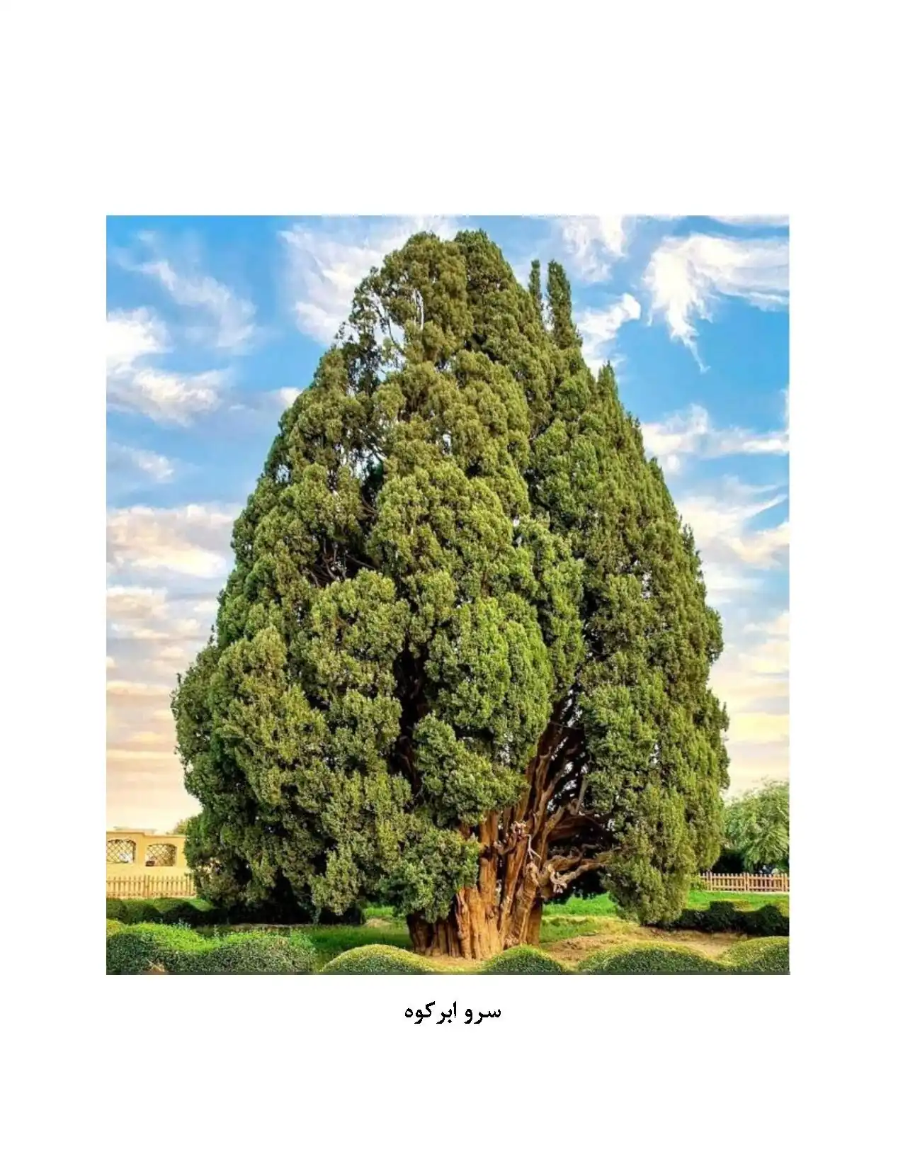 سرو ابرکوه