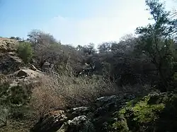 تصویری از دهستان زیرراه