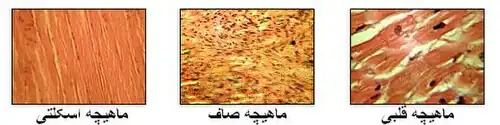 گونه‌های ماهیچه.