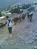 دامداری