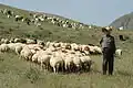 دامداری