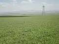 گندم دیم دستجرد