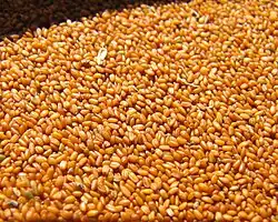 نمای نزدیک (Macro) از خاکشیر