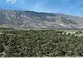 مخدان