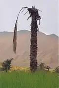 نخل
