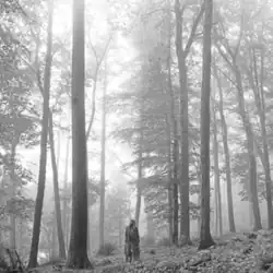 A greyscale picture of Taylor Swift standing in a forest, looking at the height of the trees.