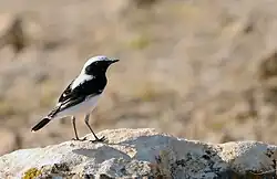 چکچک پشت‌سفید