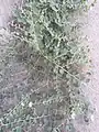 بوته چند ماهه کبر