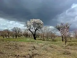باغات سنتی روستای کندر
