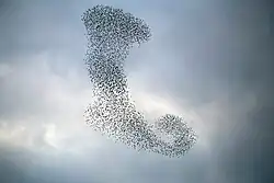 عکس از پرواز یک دسته سار بر فراز شهر قم