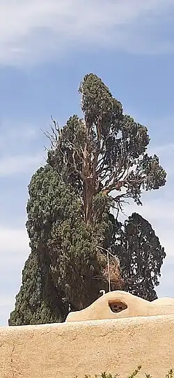 سرو کهنسال چم