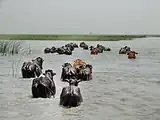 ذخیره‌گاه زیست‌کره دریاچه هامون