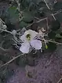 نمای نزدیک از گل کبر