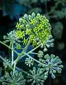 پاپیتالHedera helix