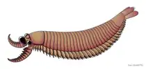 The presumed radiodont/opabiniid-euarthropod intermediate Kylinxia, shares many of the characteristics found in both dinocaridids and euarthropods — later studies have considered this relationship far less direct