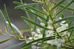 آکاسیای شیرین (Acacia suaveolens)