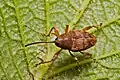 Curculio glandium