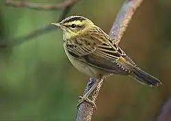 سسک جگنزار