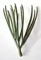 برگ دندانه دار گیاه (به انگلیسی:Adenanthos sericeus)