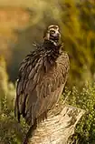 دال سیاه