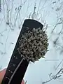 Allium rotundum • پیاز سرگرد
