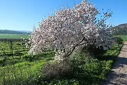 درخت بادام در فصل شکوفه‌دهی