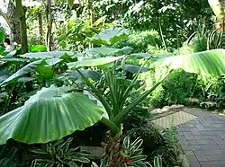تصویری از برگها و ساقه گیاه بابا آدم