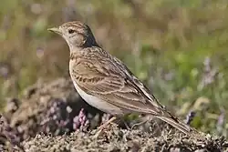 چکاوک پنجه‌کوتاه بزرگ