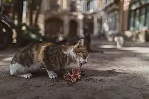 عکس از یک گربه در بازار تبریز در حال خوردن غذا