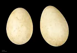 غاز پیشانی‌سفید کوچک
