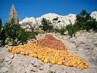 خشک شدن زردآلو بر روی زمین در ترکیه