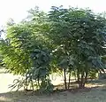 آرالیا اسپینوزا (Aralia spinosa)