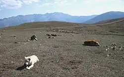 سگها ی عشایر ارسباران