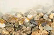 Sac fry remain in the gravel habitat of their redd (nest) while their yolk sac, or "lunch box" is depleted (click to enlarge)