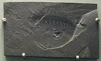 فسیلAysheaia pedunculata.