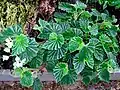 Begonia schmidtiana