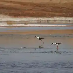 نمایی از تالاب بهشت معصومه