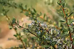 Berberis crataegina • زرشک زالزالکی