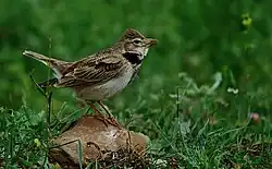 چکاوک گندمزار