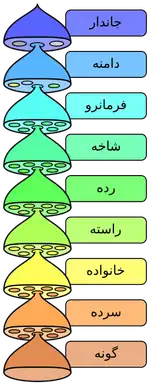 سطوح مختلف طبقه‌بندی علمی.