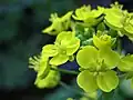 گل‌های زرد پاک‌چوی