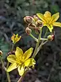 Bongardia chrysogonum • علف کبکی