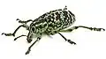 Chrysolopus spectabilis