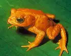 The species Bufo periglenes (Golden Toad) was last reported in 1989