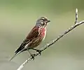 سهره سینه‌سرخ