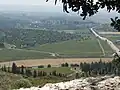 درخت خرنوب در سربالایی بیت نتیف