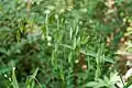Woodoats (Chasmanthium latifolium, Chasmanthieae)