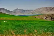 تالاب چغاخور و مزارع گندم