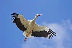 لک‌لک سفید