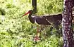 لک‌لک سیاه